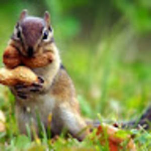 Meet your Posher, Danggit